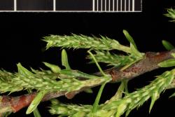 Salix eleagnos. Female catkins.
 Image: D. Glenny © Landcare Research 2020 CC BY 4.0